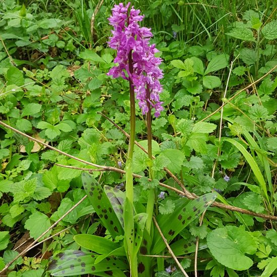 Dactylorhiza maculata