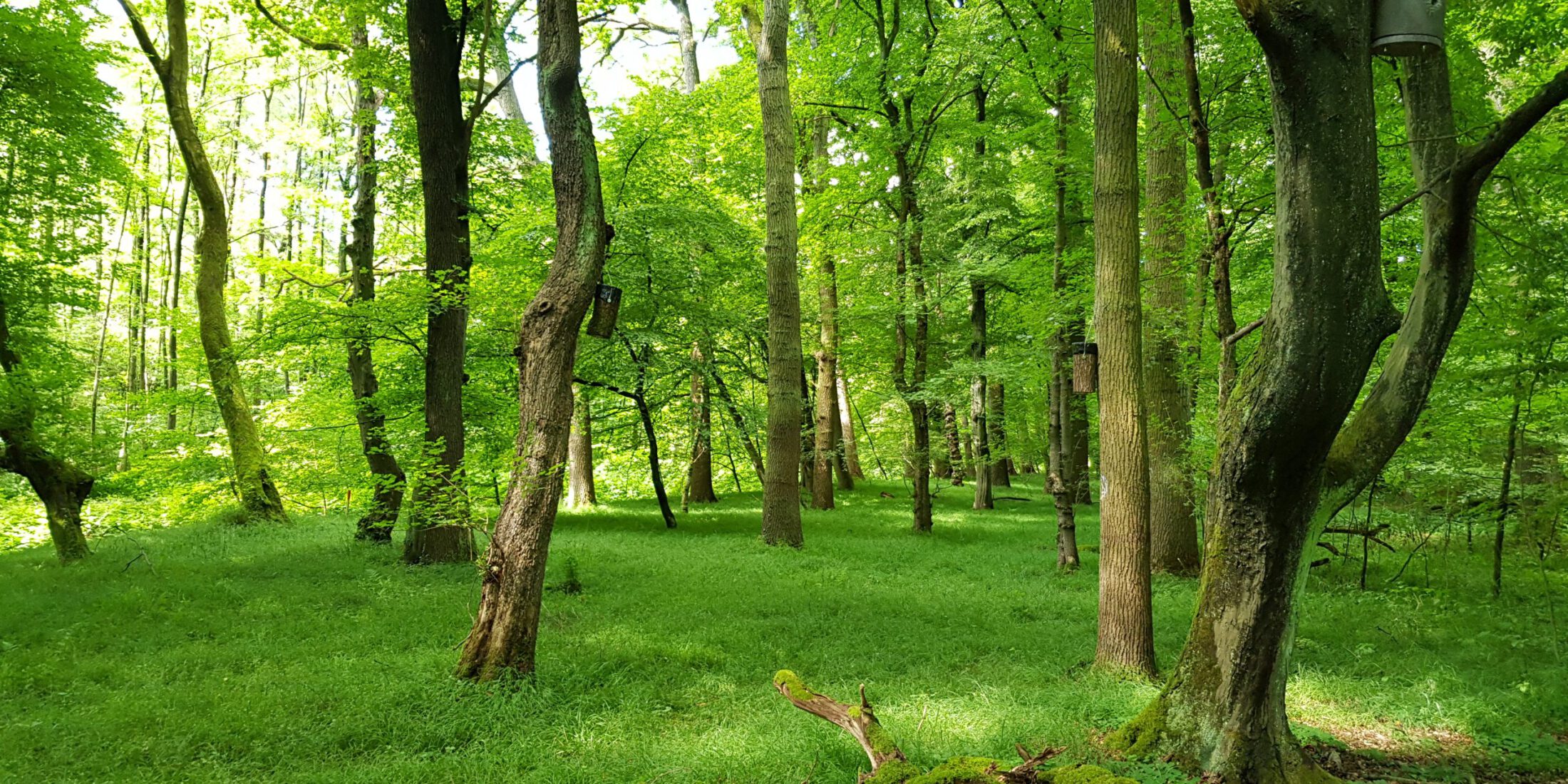 Frisch ergrünter Stieleichen-Hainbuchenwald in den Westlichen Heidewäldern