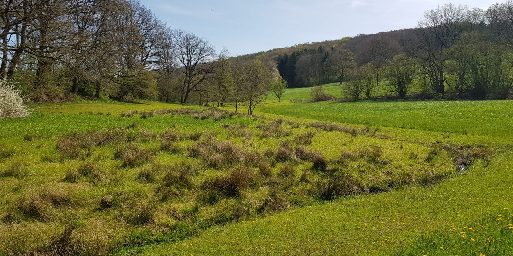 Von Schafen beweidete Grünlandauen im Wannebachtal in Dortmund