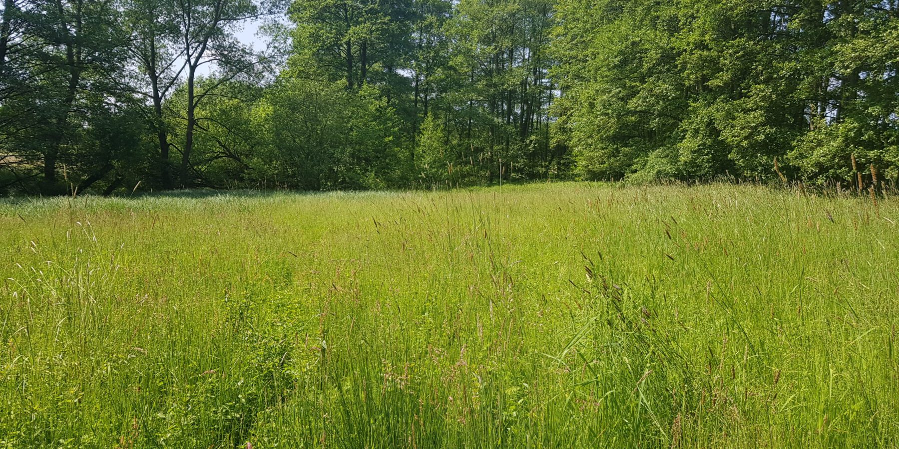 Orchideenwiese im NSG Auf dem Brink