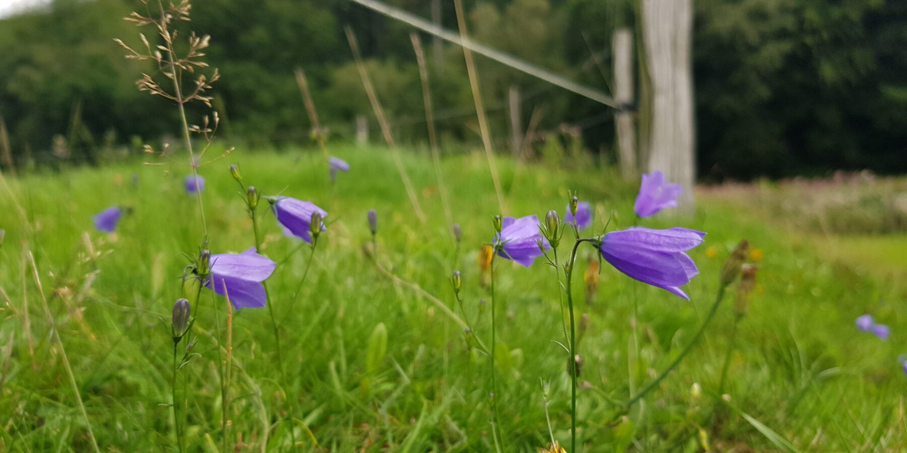 Rundblättrige Glockenblume an artenreichen Hangkanten im Tal des Wannebachs in Dortmund