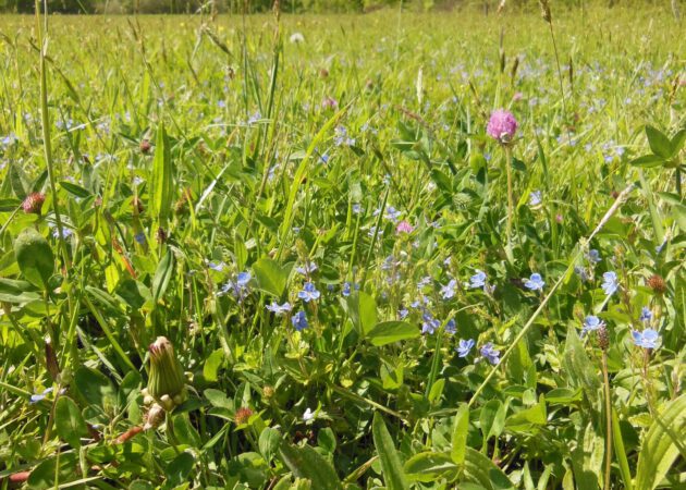 verschiedene Wildblumenarten im Naturschutzgebiet Beversee