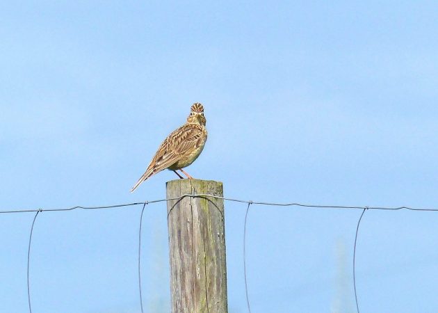 Ornithologische Beobachtungen im Groppenbruch, Dortmund