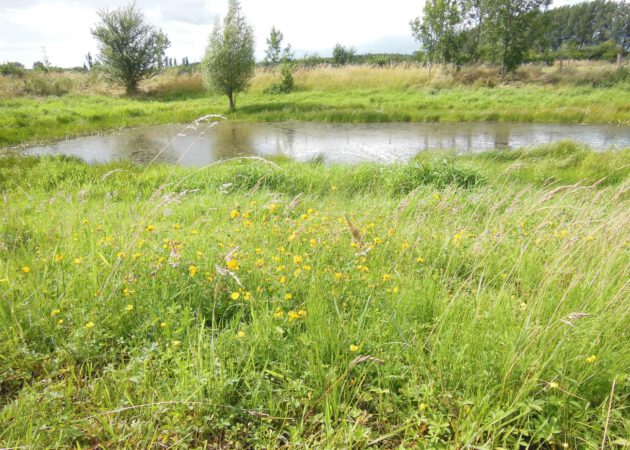 Gewässer im Naturschutzgebiet Lippe-Aue