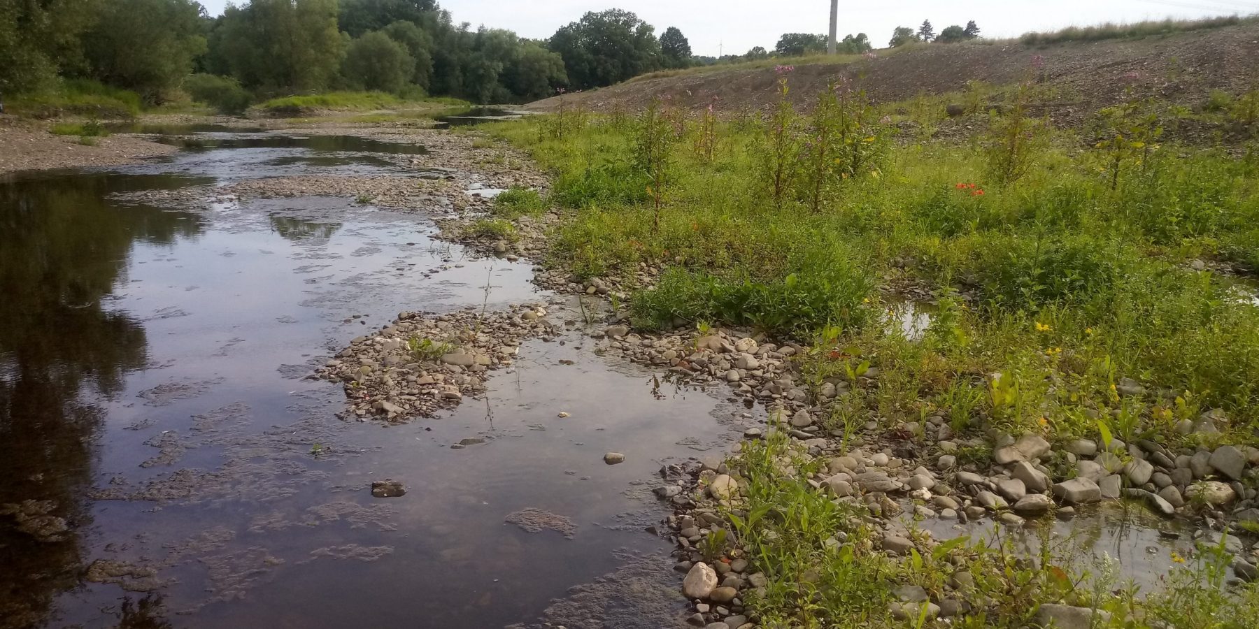 Die Alte Ruhr nach der Renaturierung mit Kiesbänken und Schlammuferfluren