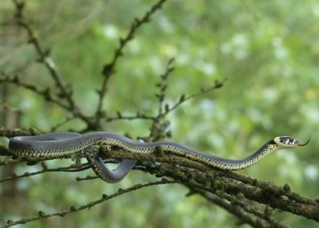 Unser Ringelnattervortrag bei der VHS Dortmund