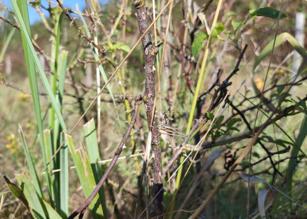 Wo versteckt sich die Heuschrecke?