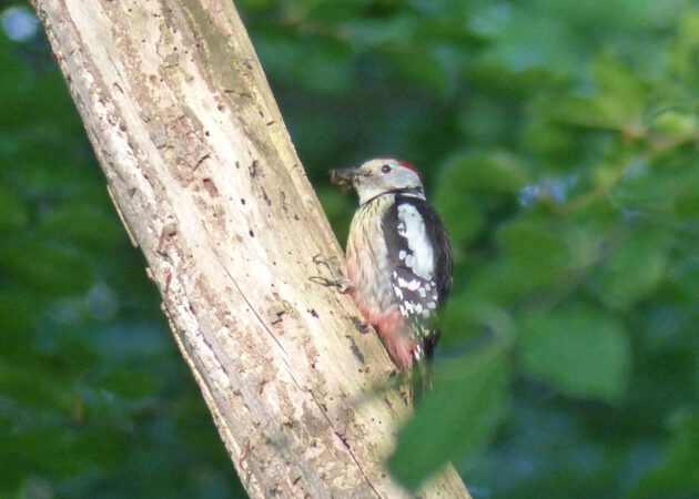 Großes Waldgebiet mit Spechten im Fokus
