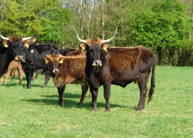 Wildnis am Fuße des Kühlturms