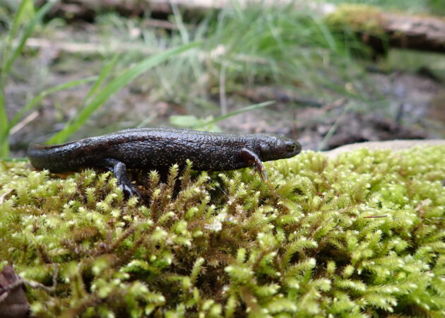 Wertvolle Lebensräume für unsere Kammmolche