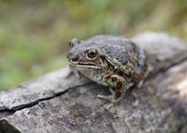 Aktuelles zu Knoblauchkröte, Kammmolch und Co