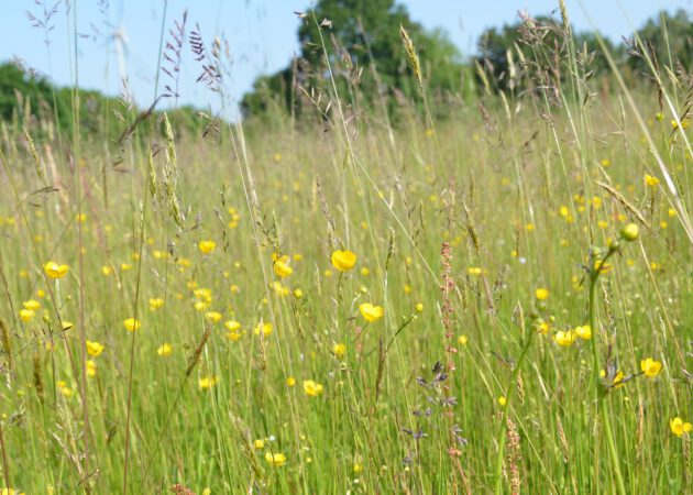 Artenreiche Kulturlandschaft entdecken