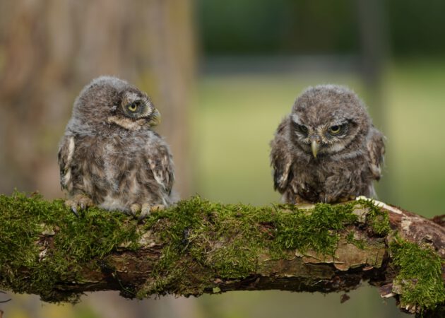 Besuch beim Steinkauznachwuchs