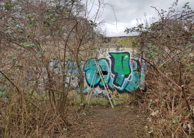 Unseren heimischen Fledermäusen auf der Spur