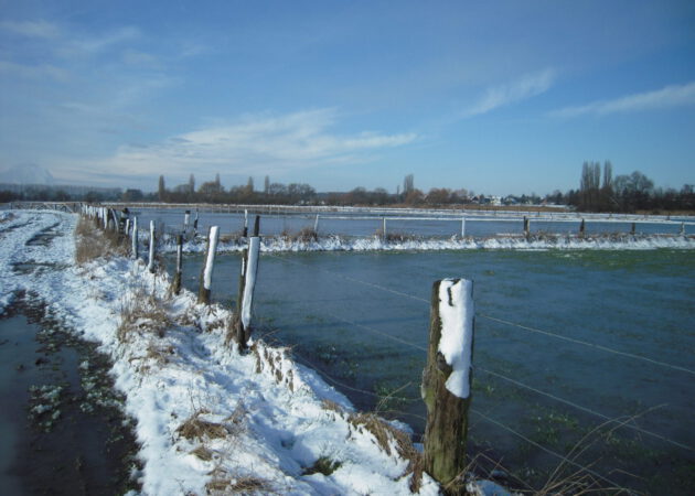Vogelkundliche Nikolausexkursion in die Rieselfelder Werne