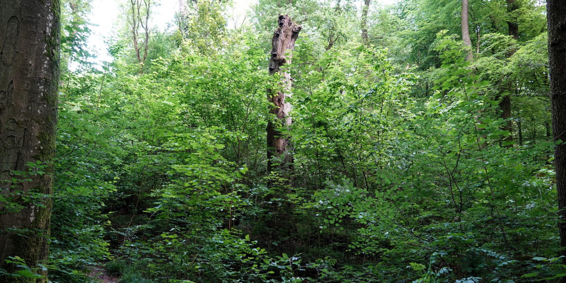 Bodelschwingher Wald