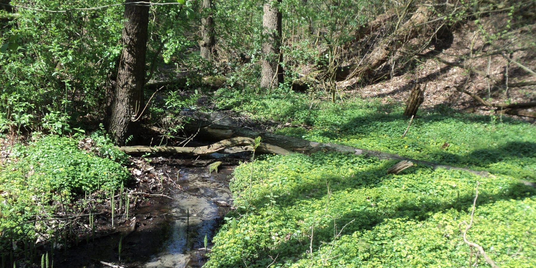 Siepen im Ölbachtal