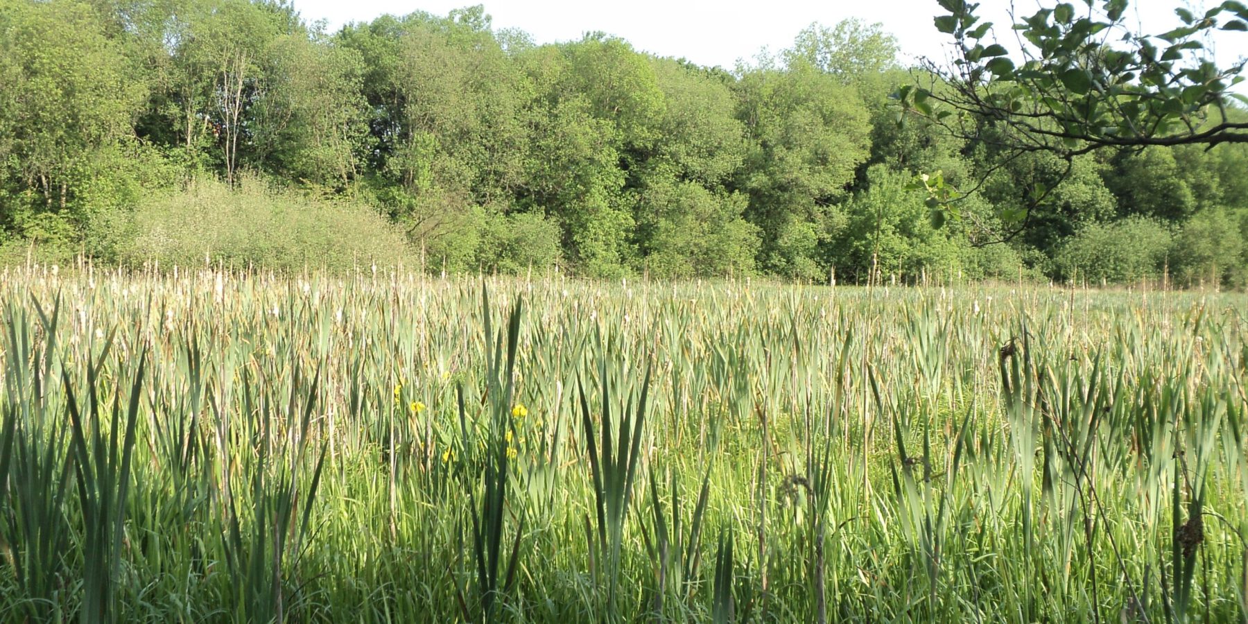 Nassbrache im NSG Dellwiger Bachtal