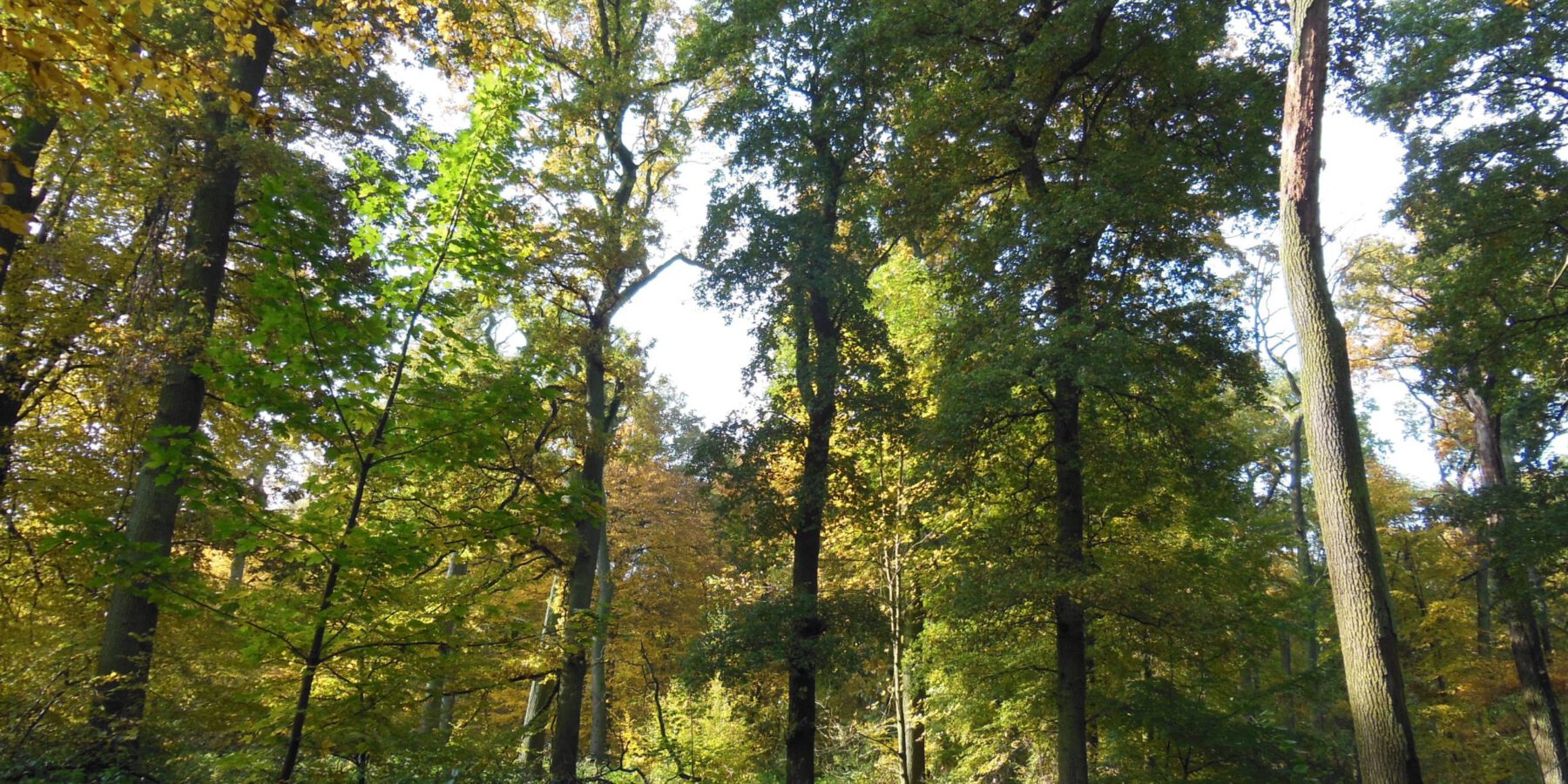 Mastbruch - Rahmer Wald