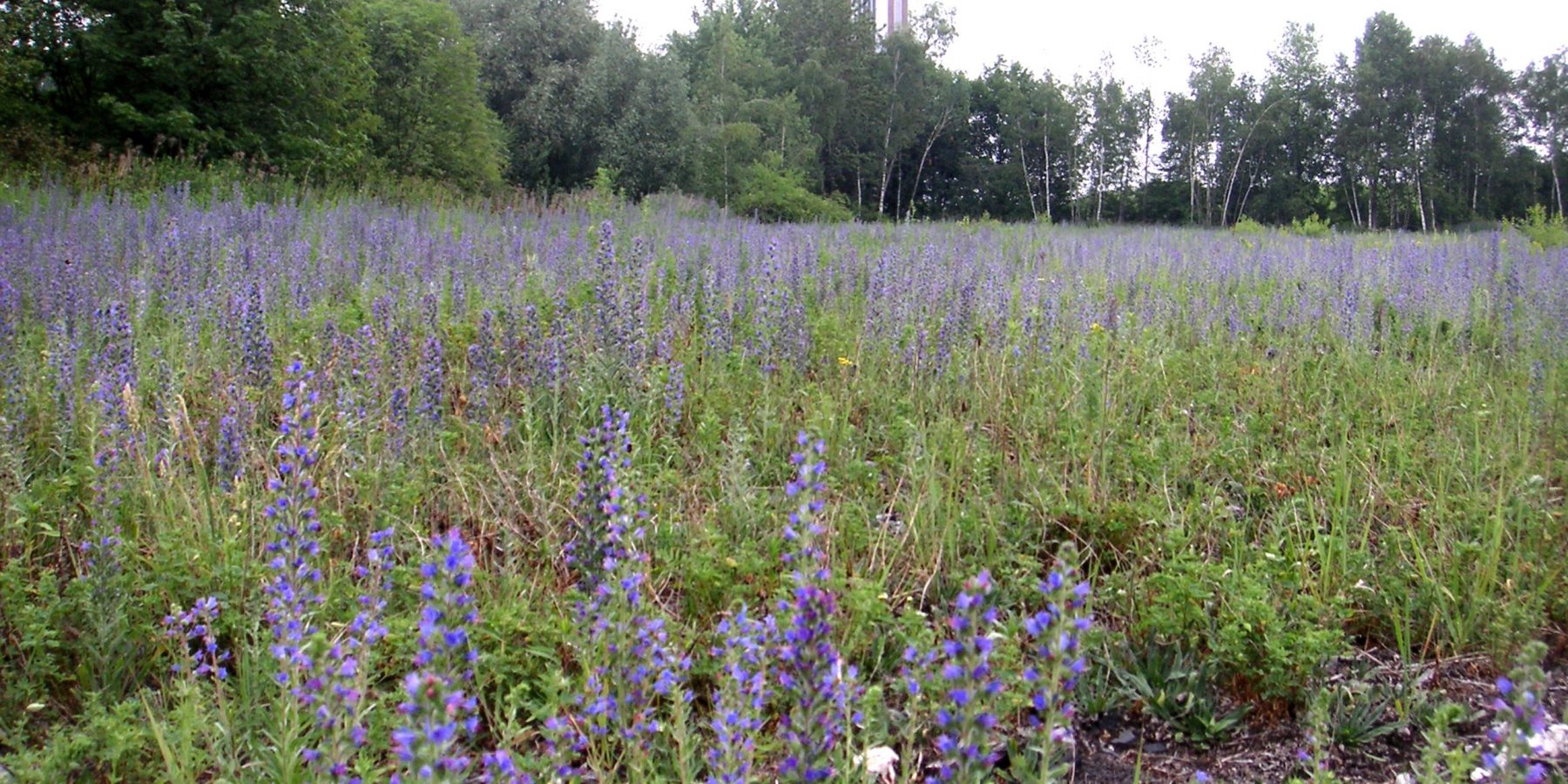 Natternkopf-Pionierflur im NSG Holzplatz Bönen