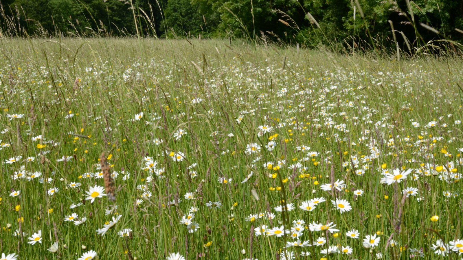 Wiesenblüte im Ende Mai / Anfang Juni