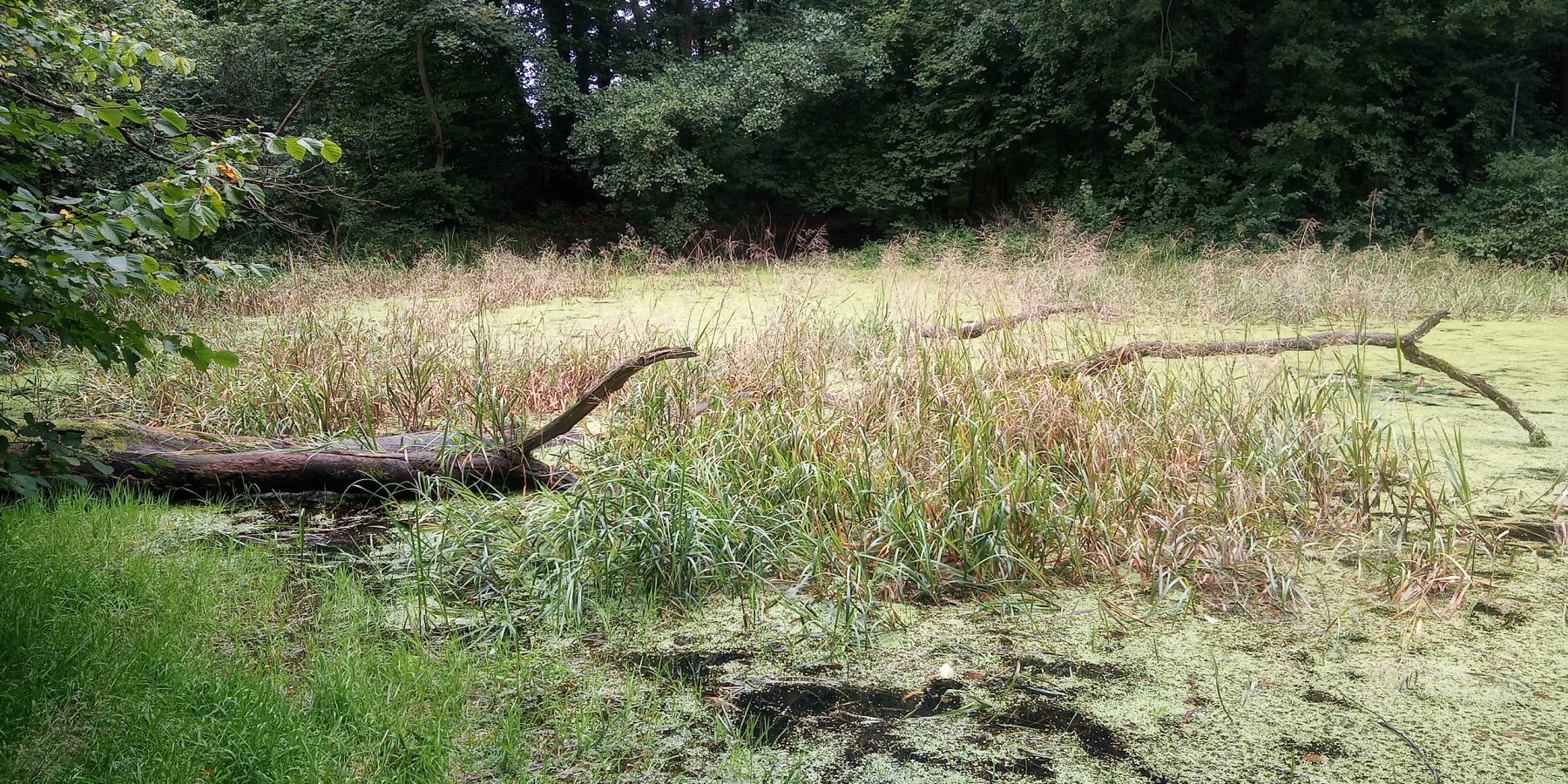 Kleingewässer im Wickeder Holz