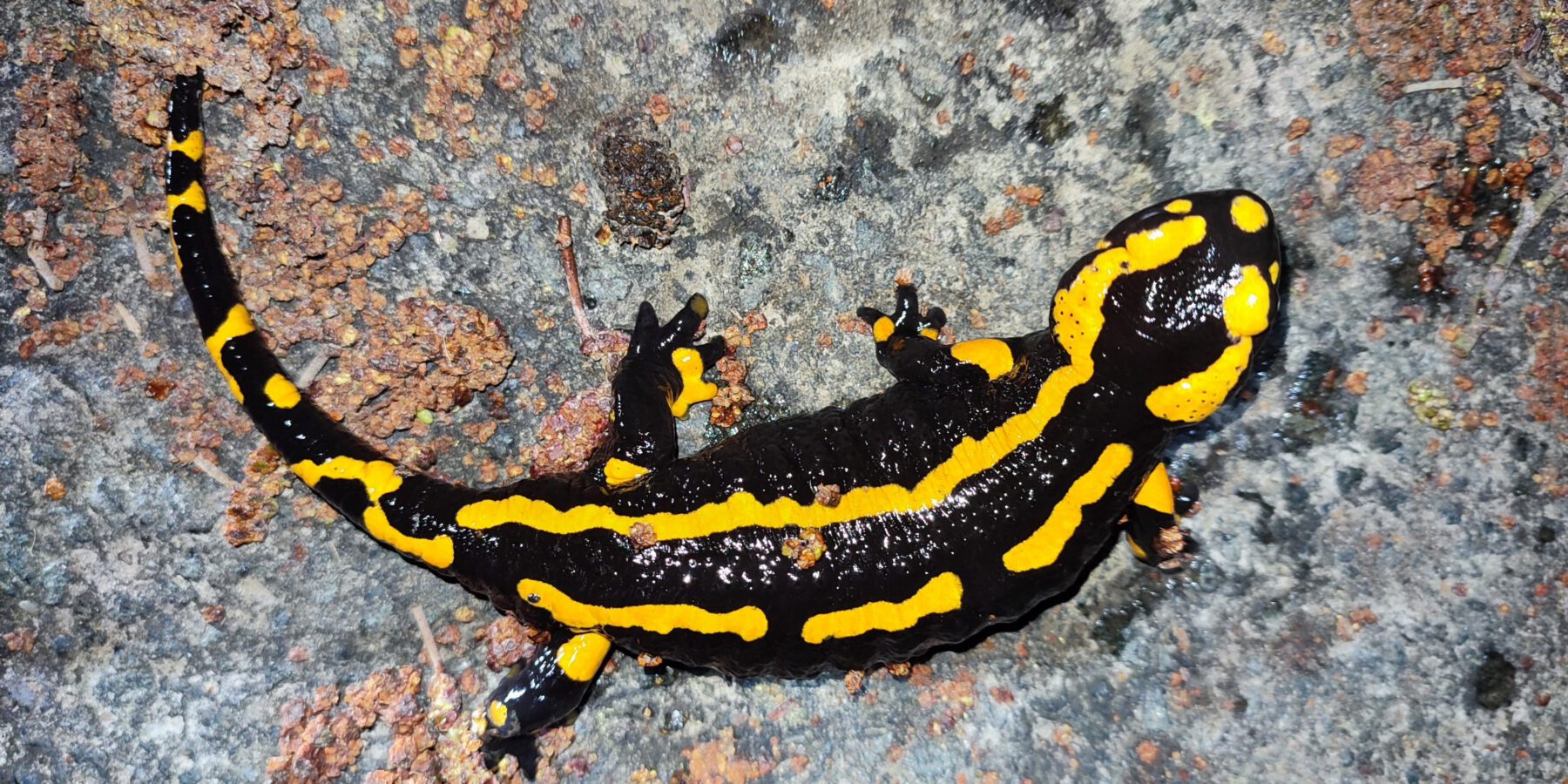 Feuersalamander-Weibchen im NSG Süggel