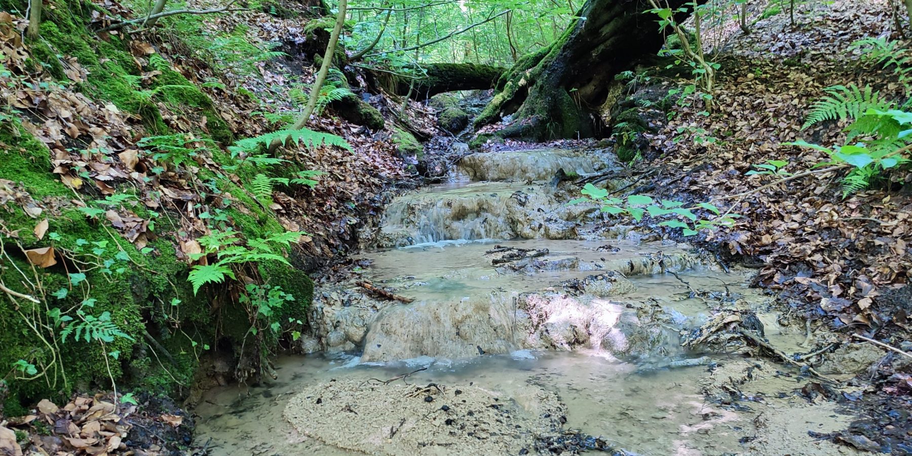 Siepen im NSG Bodelschwingher Wald