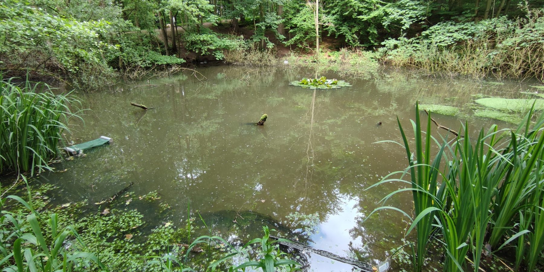 Anstau des Böckensiepens im Aplerbecker Wald