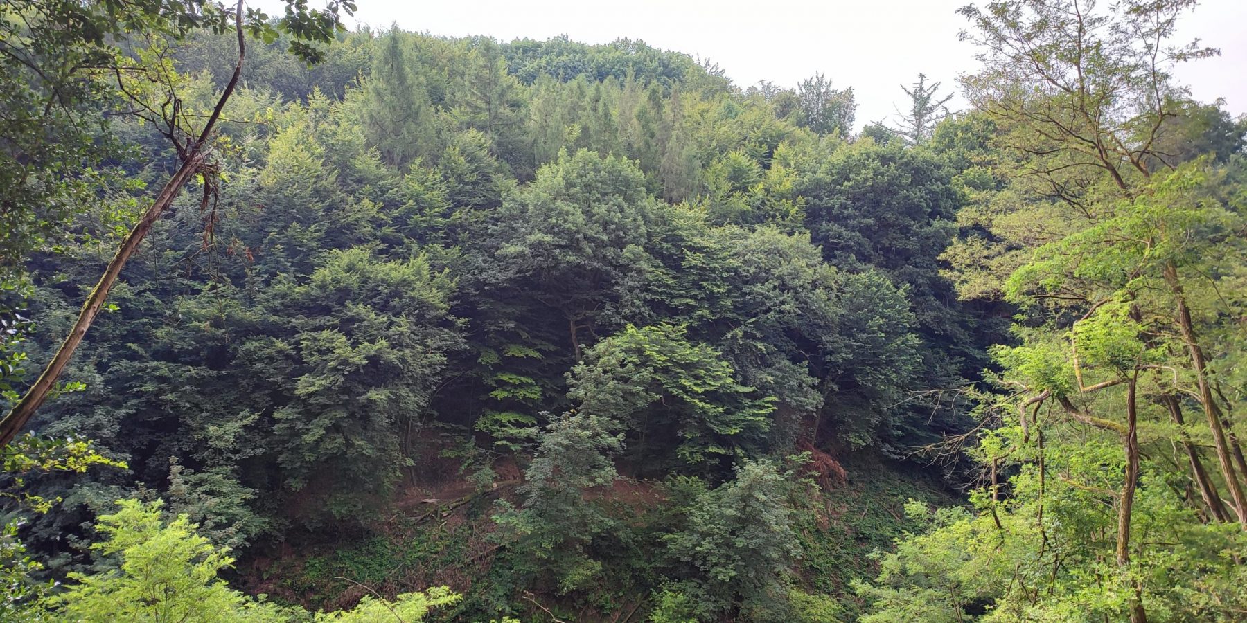 Freier Blick auf den Wald am gegenüberliegenden Hang.