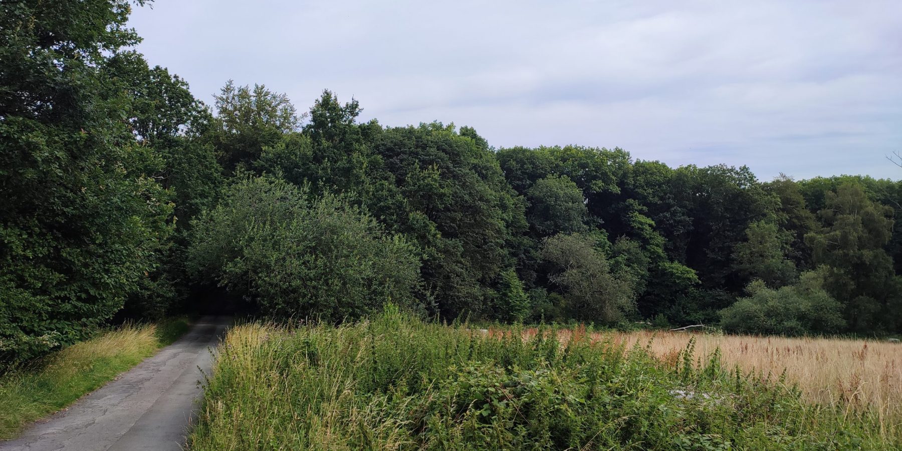 Blick auf den Wald des NSG Kleinholthauser Mark