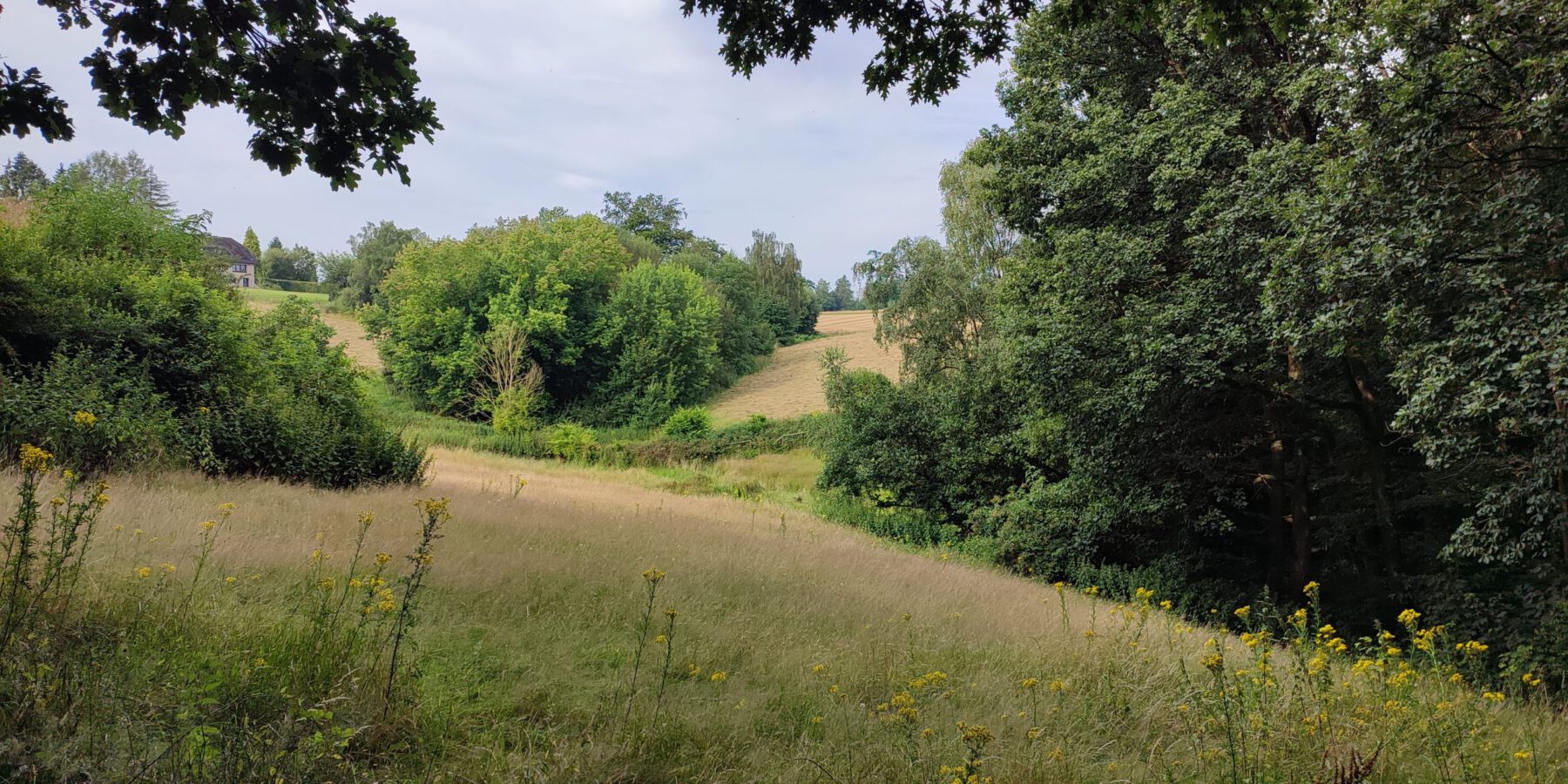 Feldflur am Isensteinsiepen