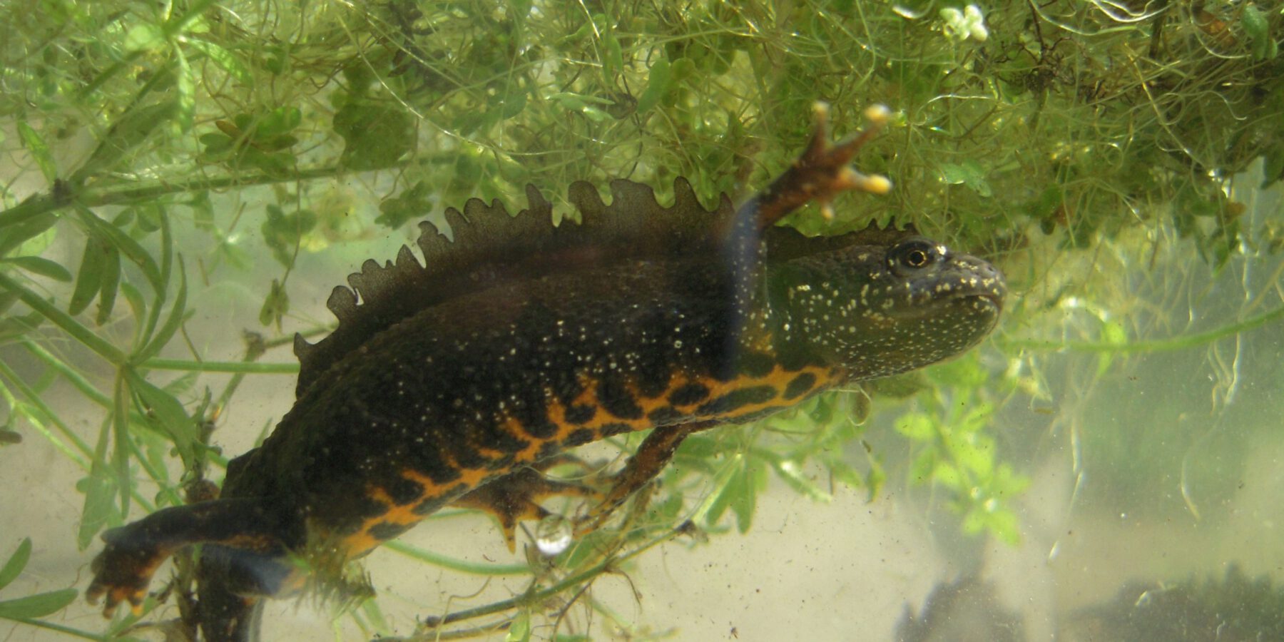 für den seltenen Kammmolch stellen die fischfreien Bombentrichter wichtige Laichgewässer dar