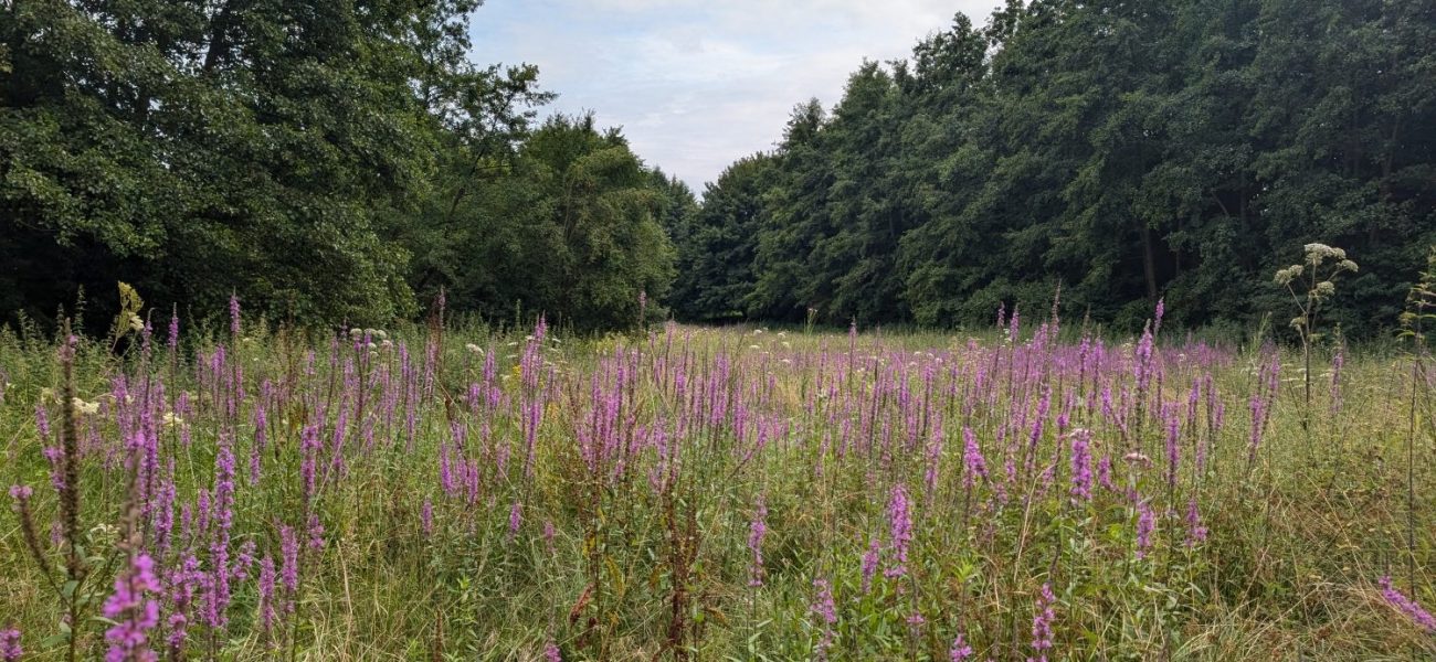 Typische Arten wie Mädesüß, Blutweiderich, Wasserdost, Sumpf-Engelwurz oder Gemeinder Baldrian prägen die Hochstauenfluren im NSG Sandbachtal.