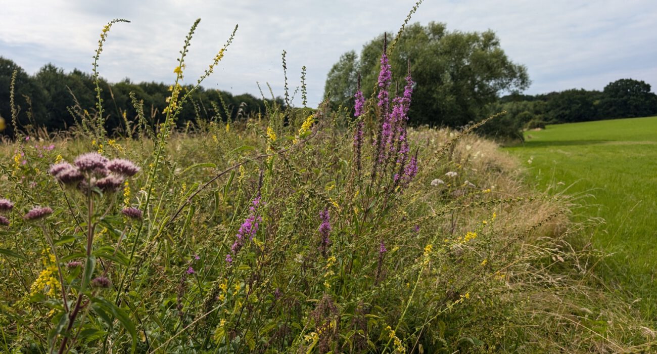 Hochstauenfluren am Ufer des Sandbachs (Blutweiderich, Wasserdost, Odermennig, Mädesüß, Wald-Engelwurz)