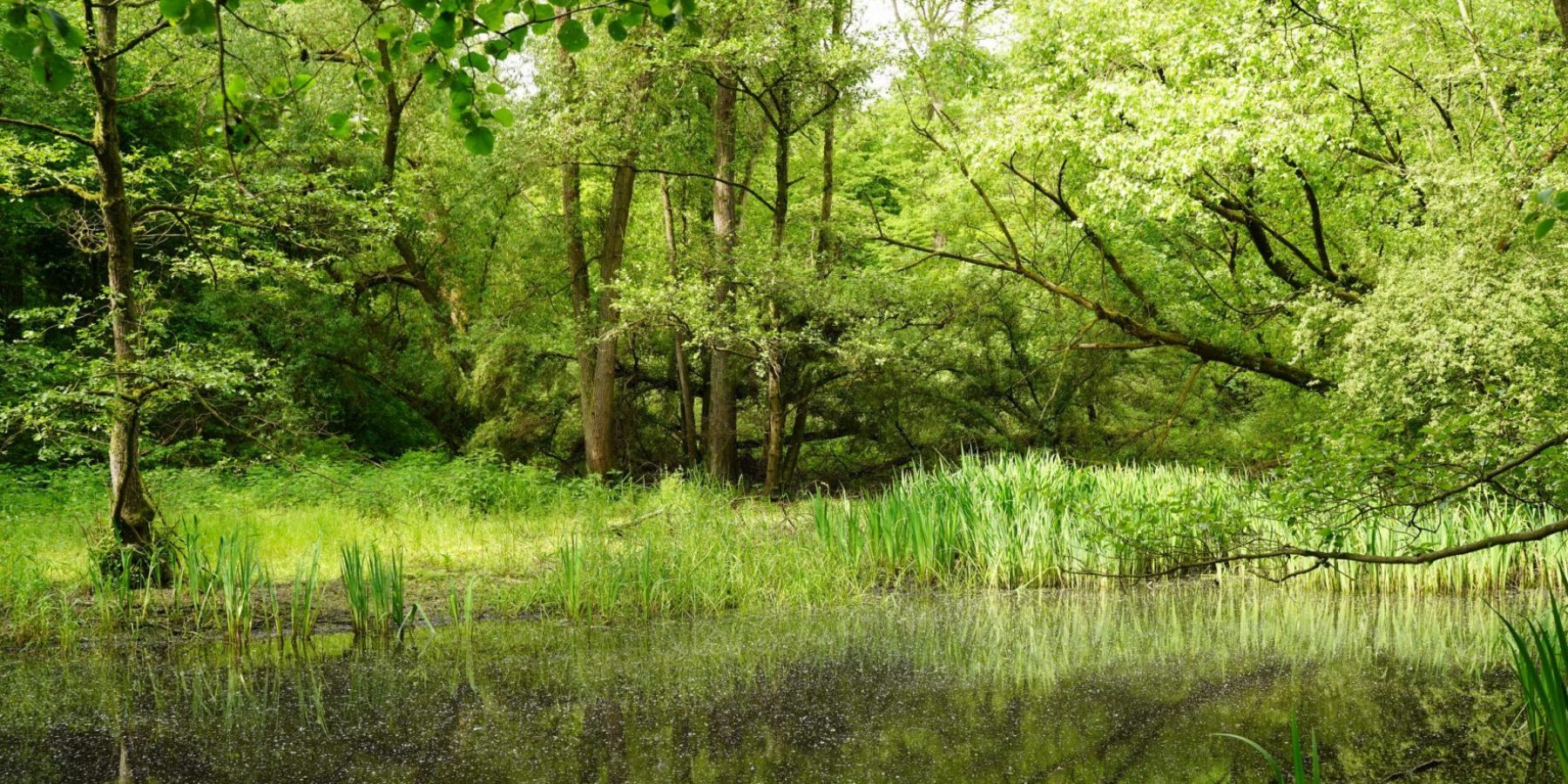 Alter Erlenbruchwaldbestand am Rande eines  Kleingewässers im NSG Liedbachtal