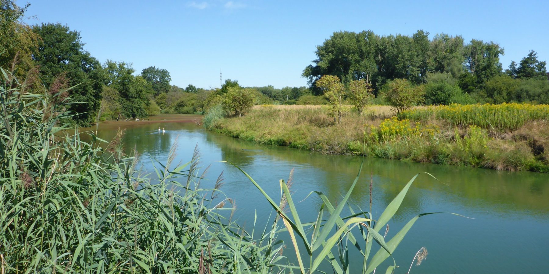 Blick auf die Alte Lippe im Naturschutzgebiet