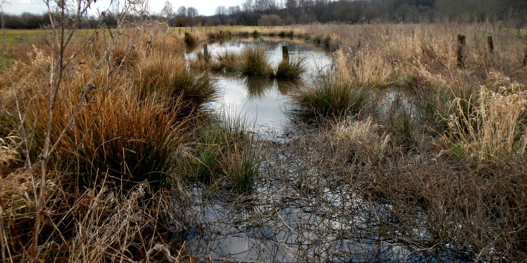 Mehrere Kleingewässer wurden in den zurückliegenden Jahren vom Kreis Unna und der Biologischen Station entlang des Alten Ruhrgrabens angelegt