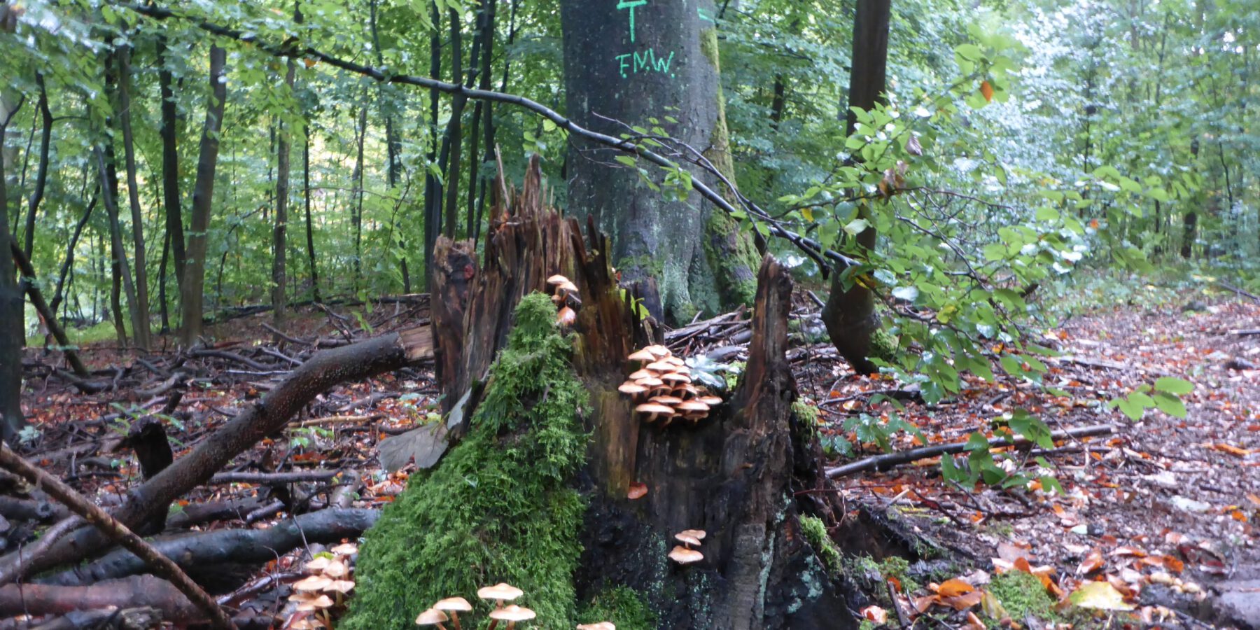 Mit "FNW" wird im Wald eine Fläche der natürlichen Waldentwicklung gekennzeichnet.