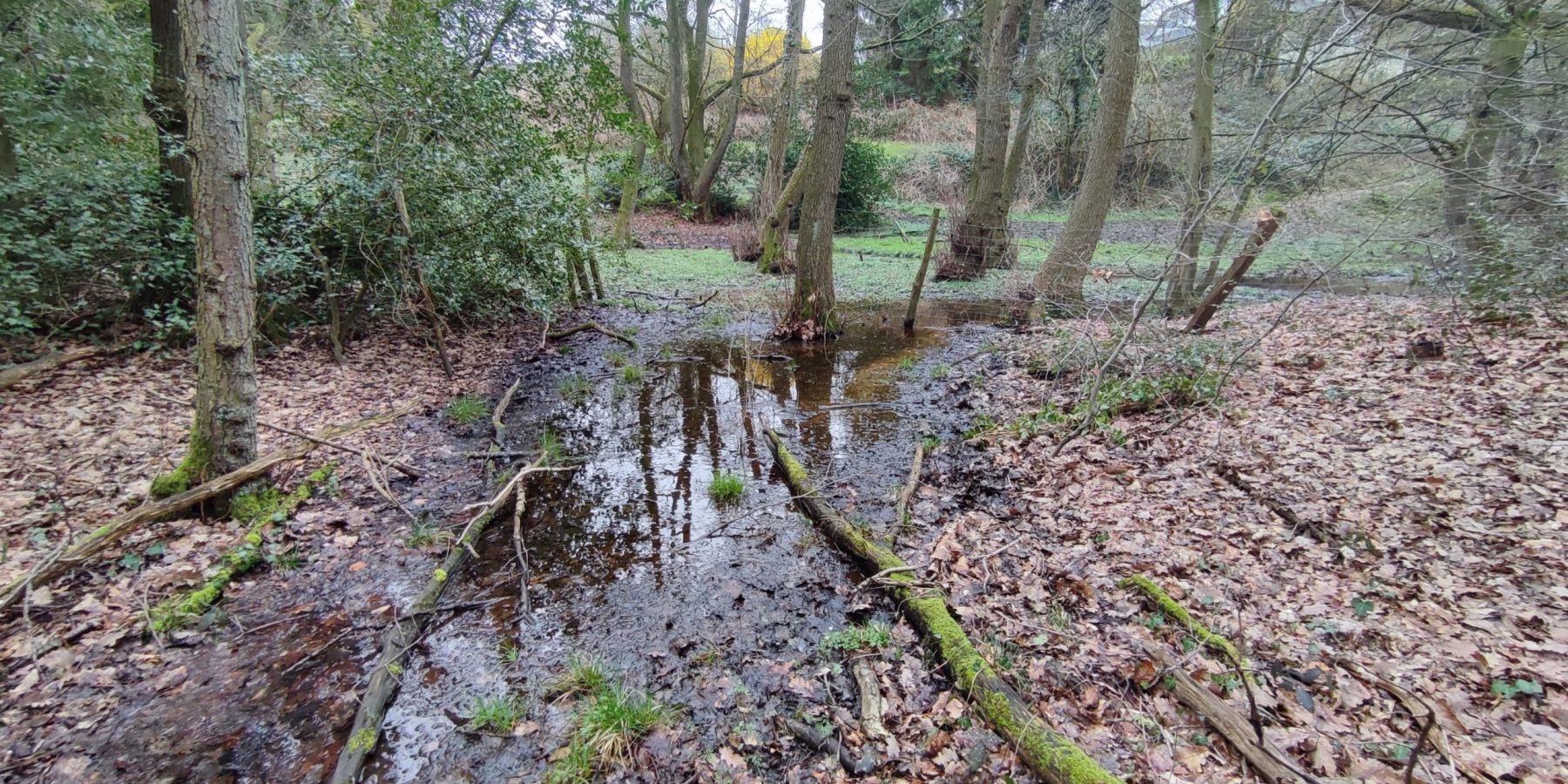 Bittermarksgraben mit flach überfluteten Bereichen im NSG Bittermark