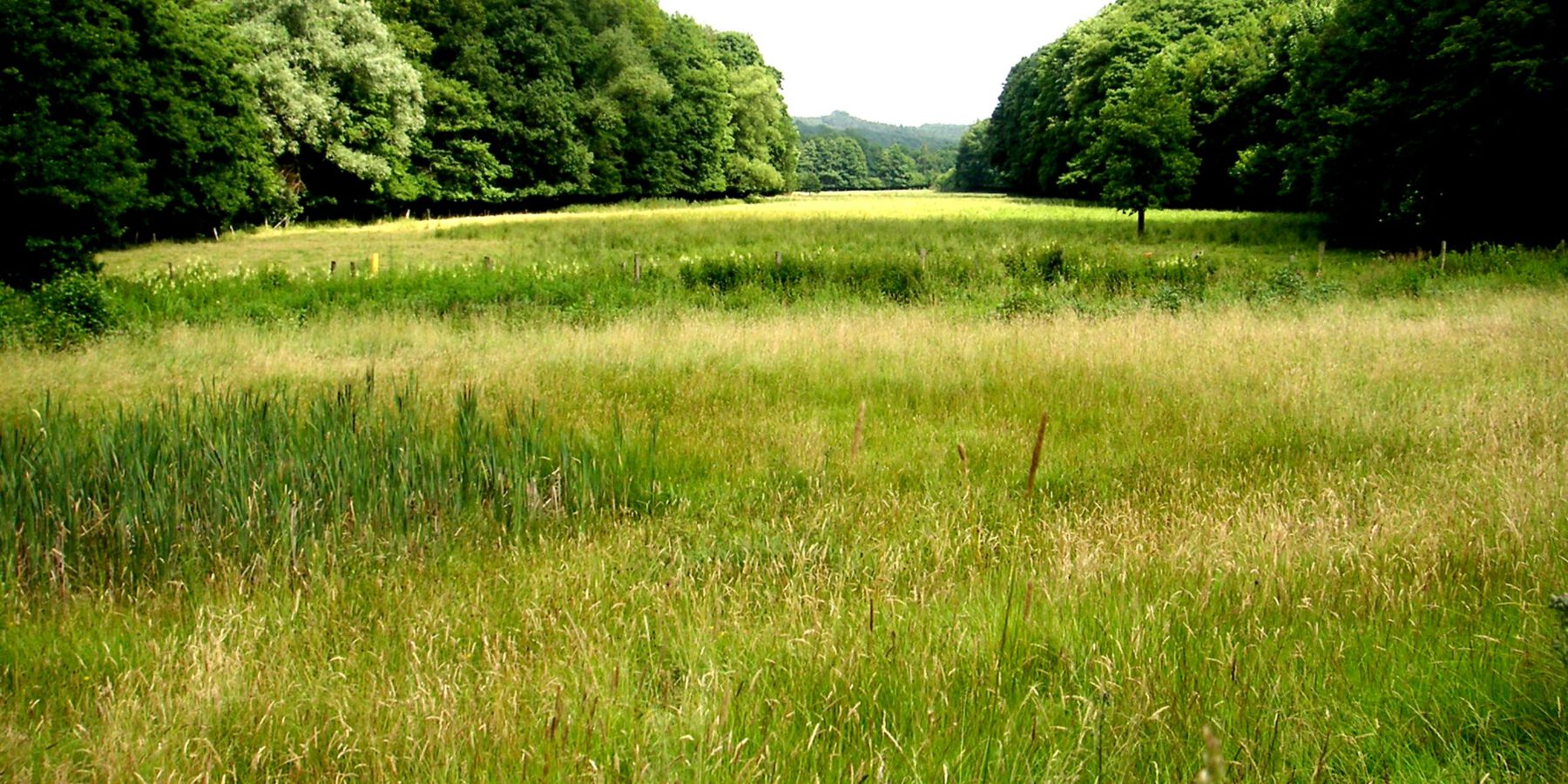 Blick in das Sauerland - das grünlandbetonte NSG Elsebachtal