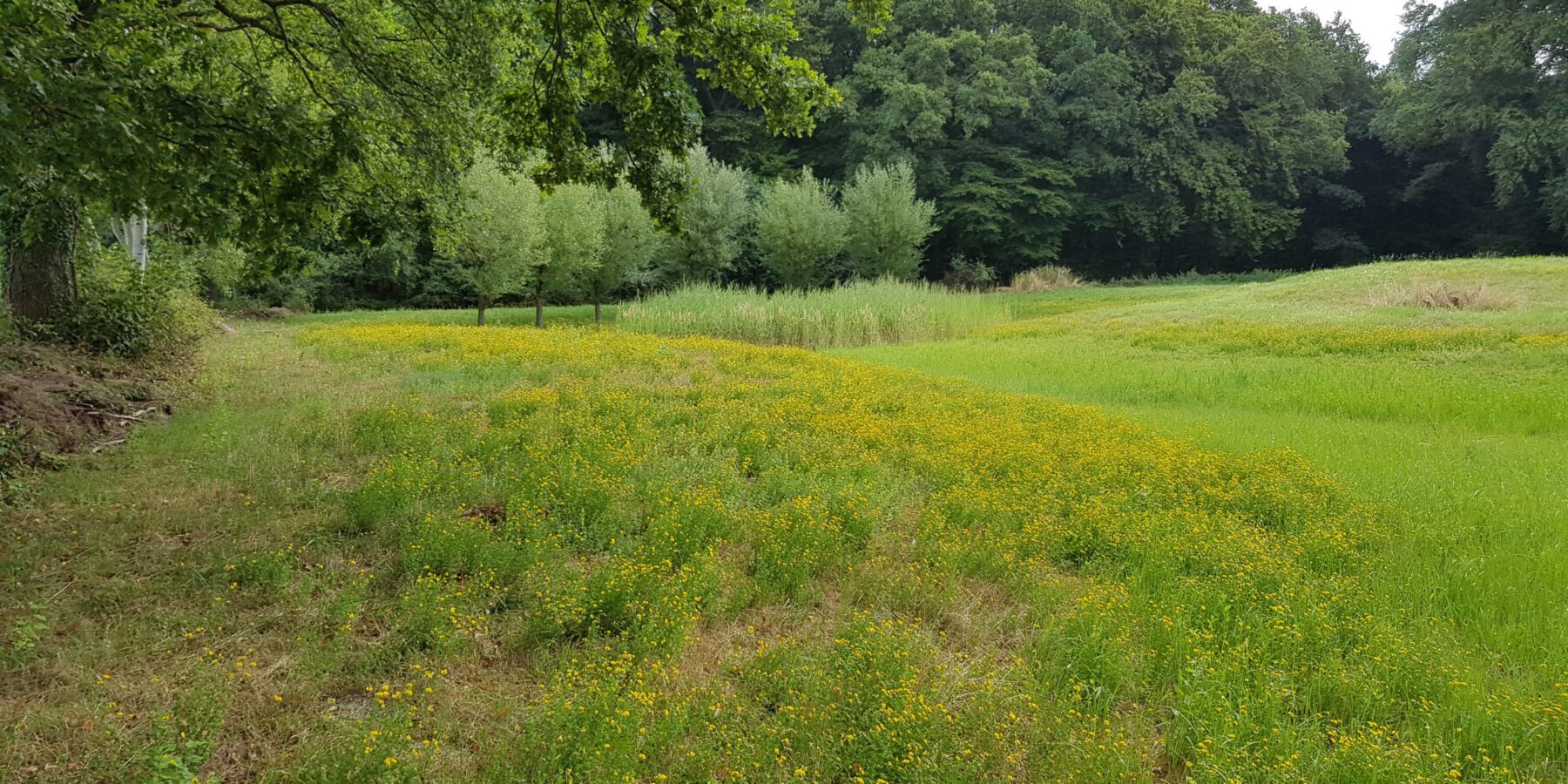 Eingesäte, extensive Wiese mit angelegtem Kleingewässer