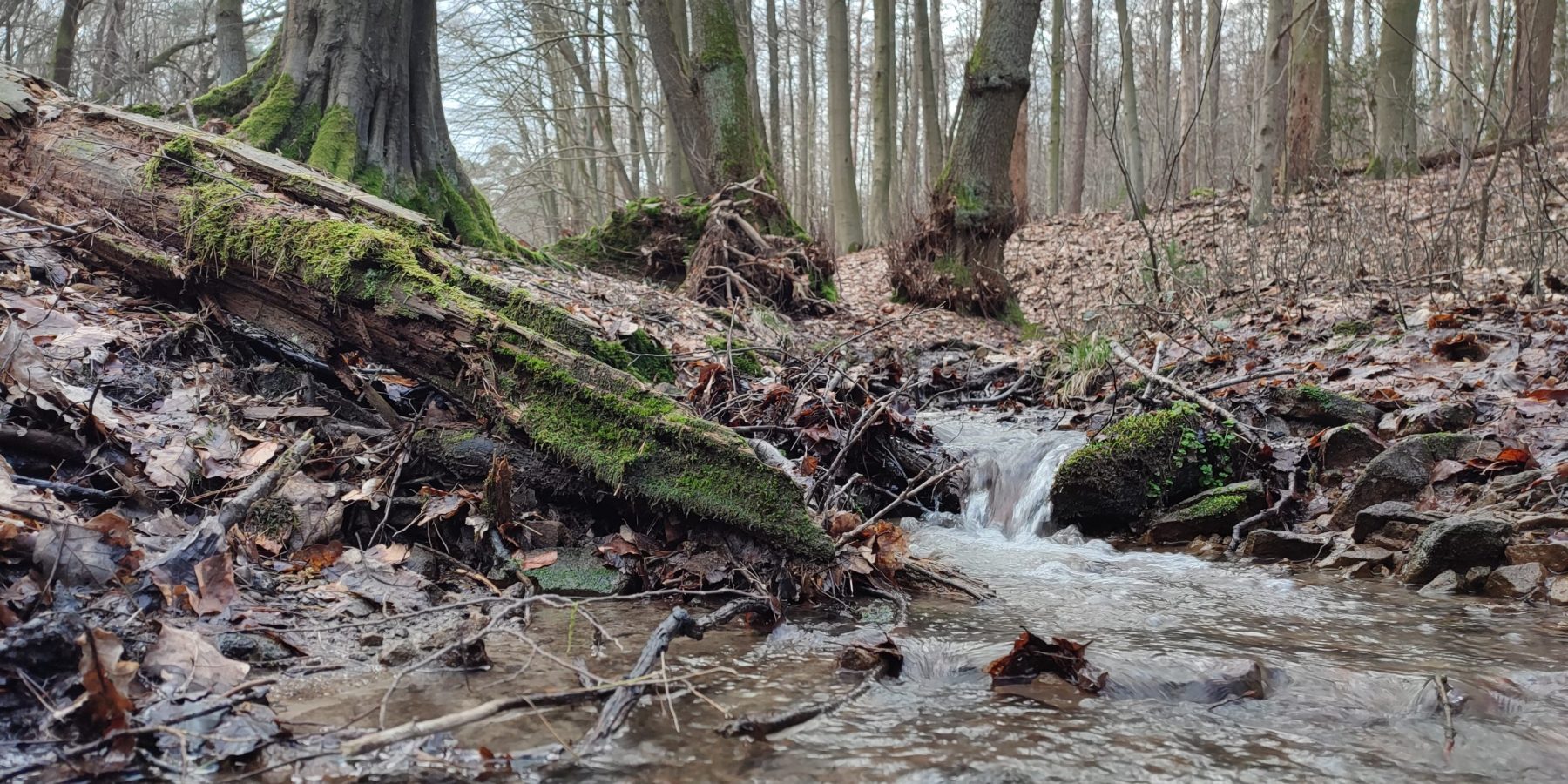 Wannebach im NSG Fürstenbergholz