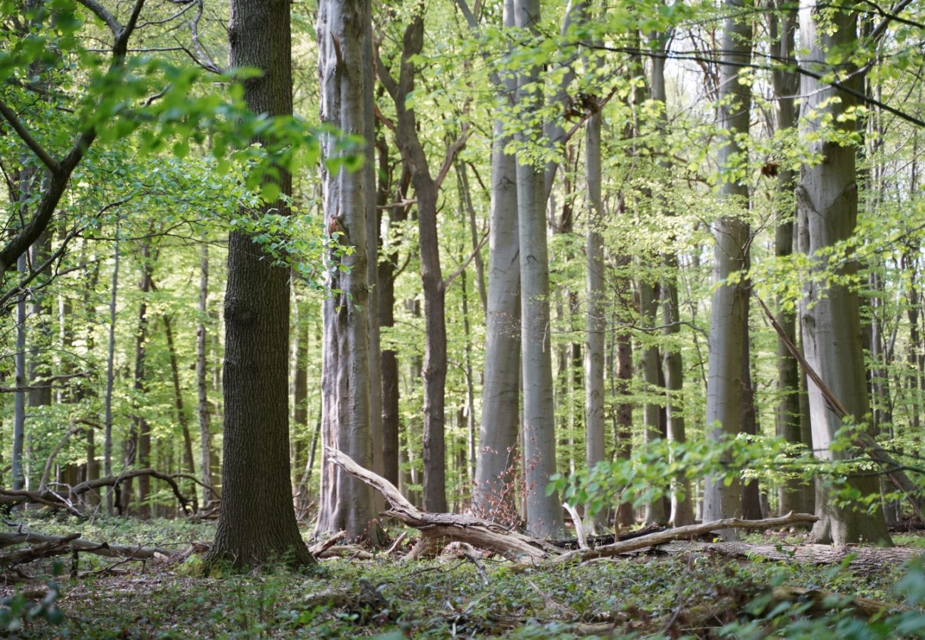 Alter Buchenbestand im NSG Heerener Holz