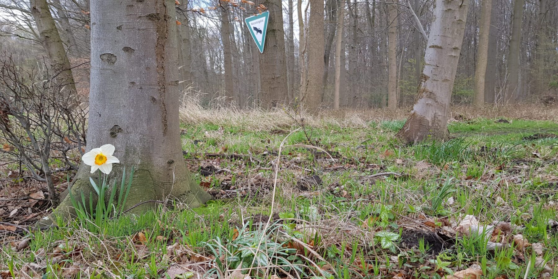 Rotbuchenbestand im NSG Herrentheyer Wald