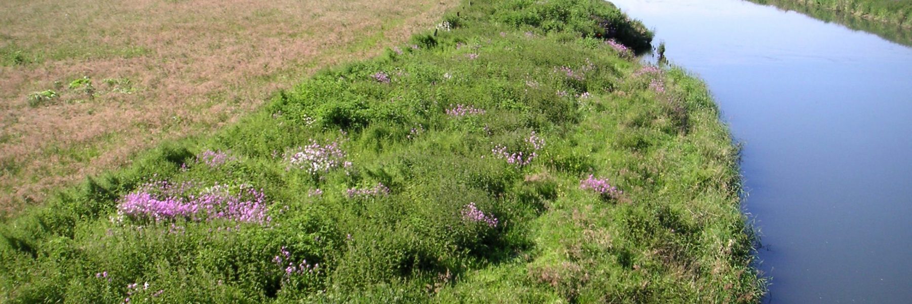 Blick von der „Gelben Brücke“ ruhrabwärts: ausgedehnte Grünlandflächen links und rechts der Ruhr