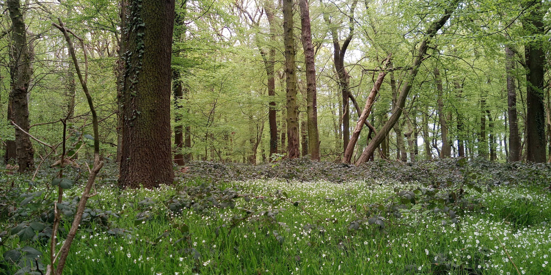 Sternmierenflur im Kurler Busch