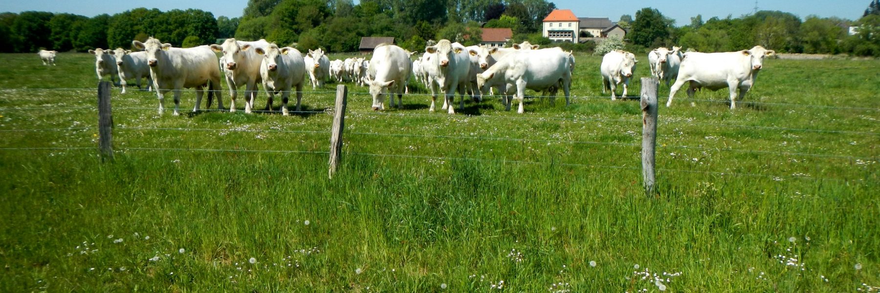 Mutterkühe vor Haus Rutenborn