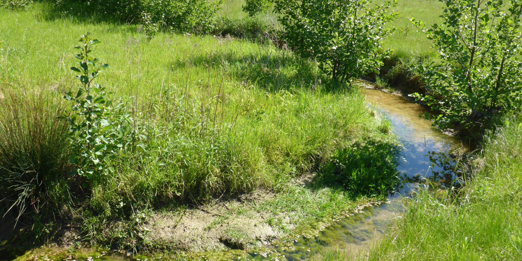 Naturnaher Abschnitt des Bewerbachs