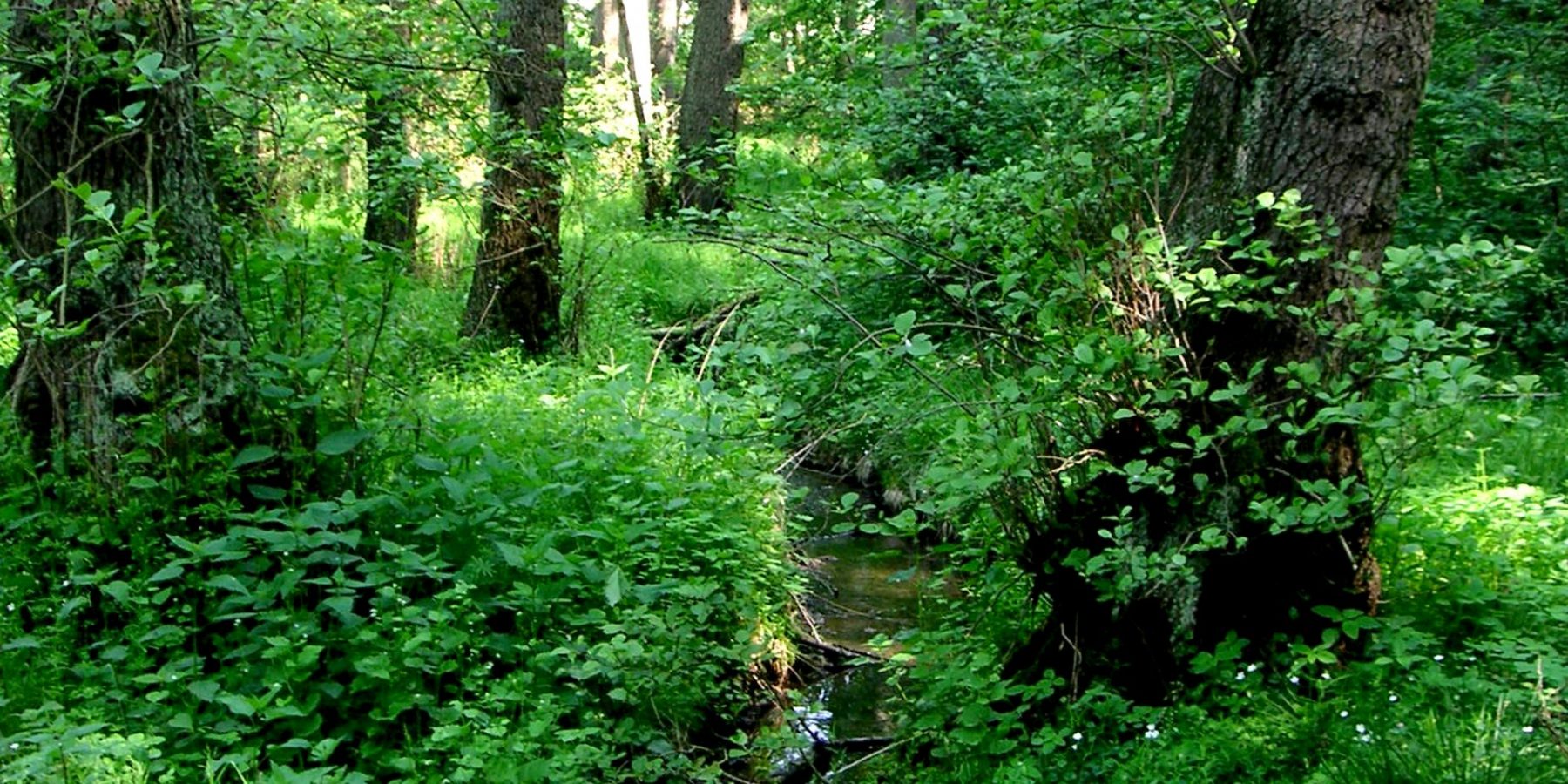 Erlen-Eschen-Auenwald am Ostholzbach